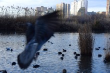 Птицы весной на пруду у Сурб Хач, кряквы, лысухи, чайки