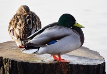 Птицы весной на пруду у Сурб Хач, кряквы, лысухи, чайки