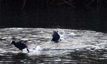 Птицы весной на пруду у Сурб Хач, кряквы, лысухи, чайки