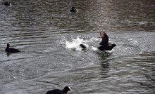 Птицы весной на пруду у Сурб Хач, кряквы, лысухи, чайки