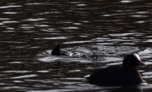 Птицы весной на пруду у Сурб Хач, кряквы, лысухи, чайки