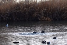 Птицы весной на пруду у Сурб Хач, кряквы, лысухи, чайки