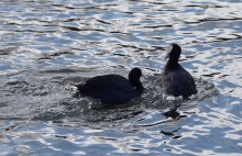 Птицы весной на пруду у Сурб Хач, кряквы, лысухи, чайки