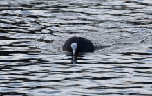 Птицы весной на пруду у Сурб Хач, кряквы, лысухи, чайки