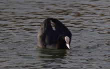 Птицы весной на пруду у Сурб Хач, кряквы, лысухи, чайки