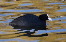 Птицы весной на пруду у Сурб Хач, кряквы, лысухи, чайки