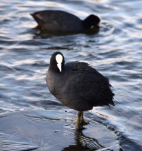 Птицы весной на пруду у Сурб Хач, кряквы, лысухи, чайки
