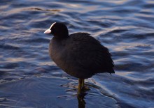 Птицы весной на пруду у Сурб Хач, кряквы, лысухи, чайки