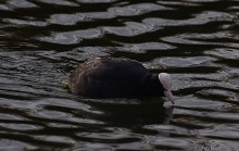 Птицы весной на пруду у Сурб Хач, кряквы, лысухи, чайки