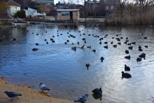 Птицы весной на пруду у Сурб Хач, кряквы, лысухи, чайки