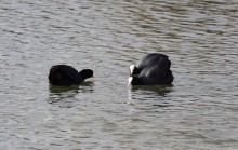 Птицы весной на пруду у Сурб Хач, кряквы, лысухи, чайки