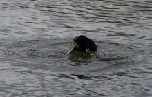 Птицы весной на пруду у Сурб Хач, кряквы, лысухи, чайки