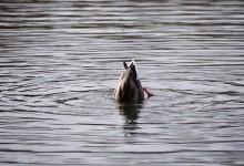 Птицы весной на пруду у Сурб Хач, кряквы, лысухи, чайки