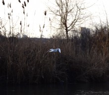 Птицы весной на пруду у Сурб Хач, кряквы, лысухи, чайки