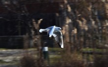 Птицы весной на пруду у Сурб Хач, кряквы, лысухи, чайки