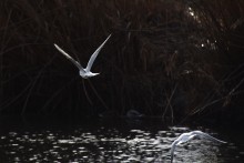 Птицы весной на пруду у Сурб Хач, кряквы, лысухи, чайки