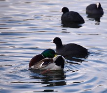 Птицы весной на пруду у Сурб Хач, кряквы, лысухи, чайки