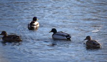 Птицы весной на пруду у Сурб Хач, кряквы, лысухи, чайки