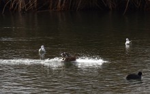 Птицы весной на пруду у Сурб Хач, кряквы, лысухи, чайки