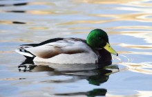 Птицы весной на пруду у Сурб Хач, кряквы, лысухи, чайки