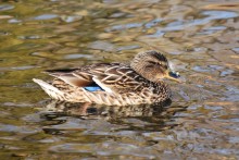 Птицы весной на пруду у Сурб Хач, кряквы, лысухи, чайки