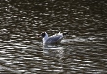Птицы весной на пруду у Сурб Хач, кряквы, лысухи, чайки