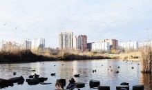 Птицы весной на пруду у Сурб Хач, кряквы, лысухи, чайки