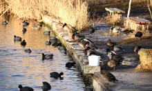 Птицы весной на пруду у Сурб Хач, кряквы, лысухи, чайки