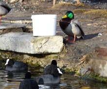 Птицы весной на пруду у Сурб Хач, кряквы, лысухи, чайки