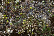 Цветущая весенняя степь на реке Кундрючьей