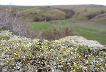 Цветущая весенняя степь на реке Кундрючьей