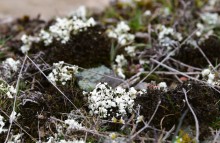 Цветущая весенняя степь на реке Кундрючьей