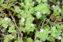 Цветущая весенняя степь на реке Кундрючьей