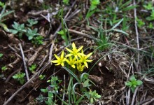 Цветущая весенняя степь на реке Кундрючьей