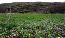 Цветущая весенняя степь на реке Кундрючьей