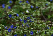 Цветущая весенняя степь на реке Кундрючьей