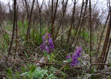 Цветущая весенняя степь на реке Кундрючьей