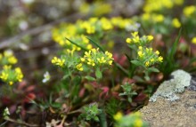 Цветущая весенняя степь на реке Кундрючьей