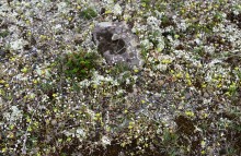 Цветущая весенняя степь на реке Кундрючьей