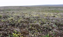 Цветущая весенняя степь на реке Кундрючьей