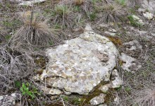 Цветущая весенняя степь на реке Кундрючьей