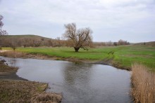 Бабушка ива в хуторе Дубовом на Кундрючей