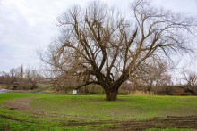 Бабушка ива в хуторе Дубовом на Кундрючей