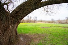 Бабушка ива в хуторе Дубовом на Кундрючей