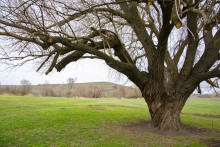 Бабушка ива в хуторе Дубовом на Кундрючей