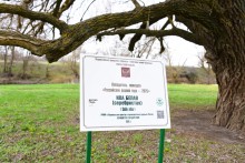 Бабушка ива в хуторе Дубовом на Кундрючей