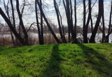 Ольха, весна