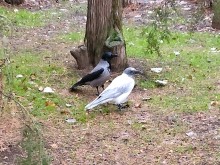 Белая ворона