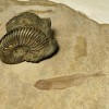Раковина аммонита, полностью замещённая пиритом.  Ранний мел, около 110-120 млн. лет.  Рыбка в плитке сланца.  Нижний миоцен, 20-23 млн. лет.