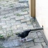 Жара